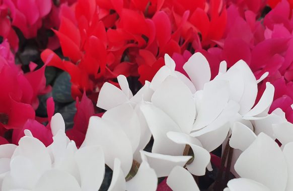 10CM MINI CYCLAMEN