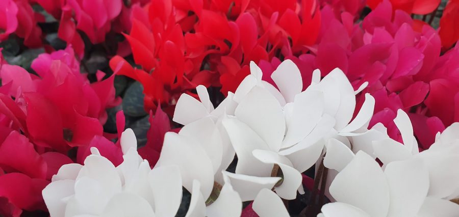 10cm Mini Cyclamen