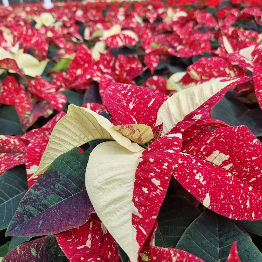 13cm Glitter Poinsettia