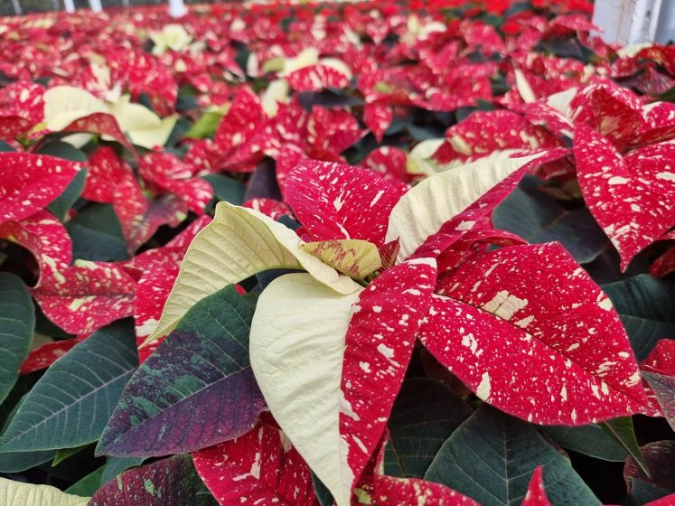 13cm Glitter Poinsettia