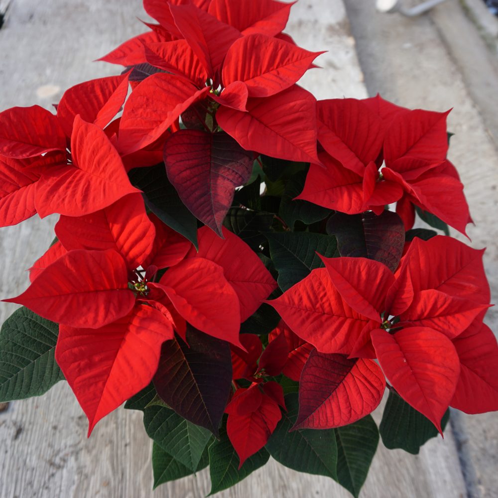 Poinsettia Red