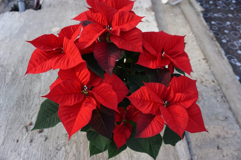 Poinsettia Red