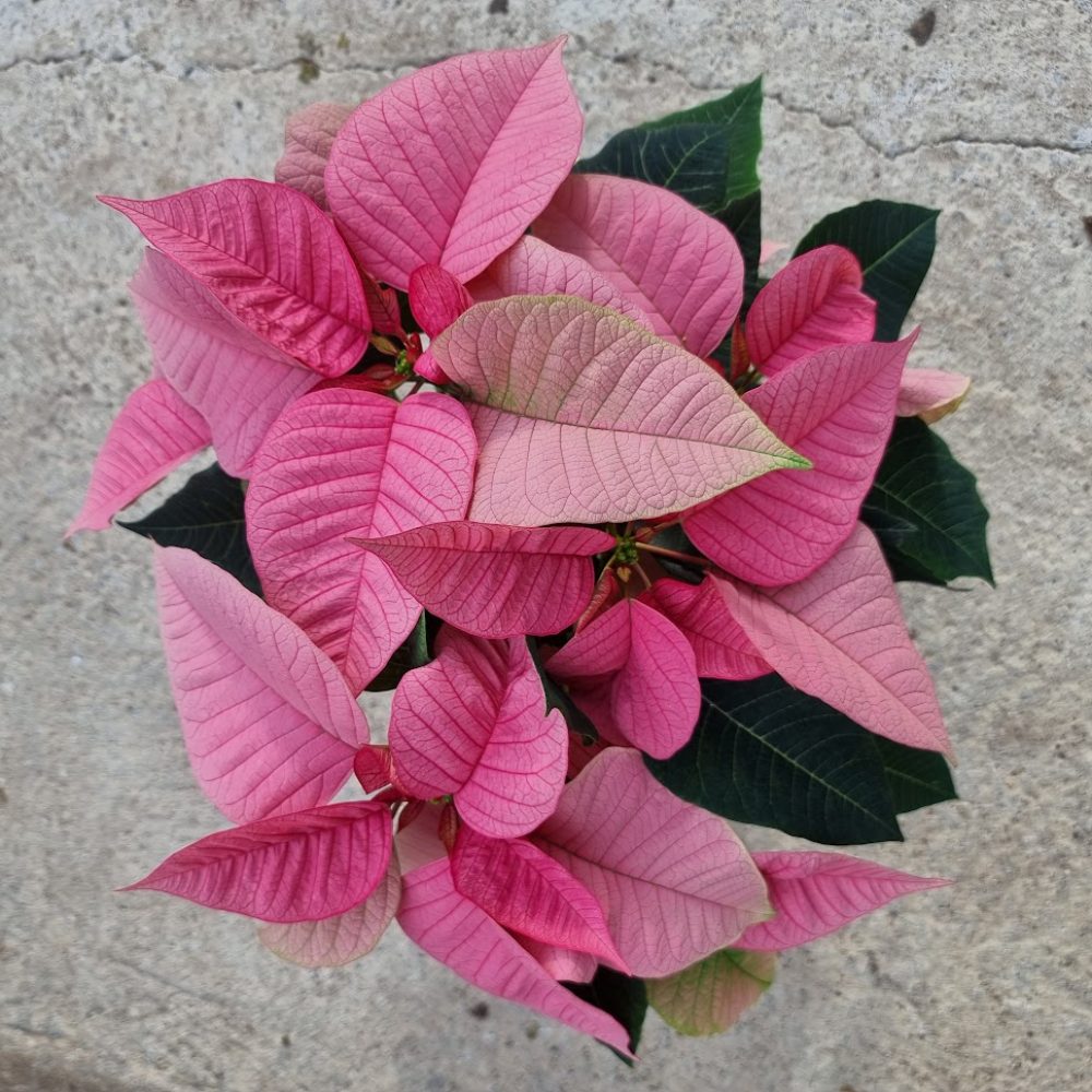 Poinsettia Light Pink