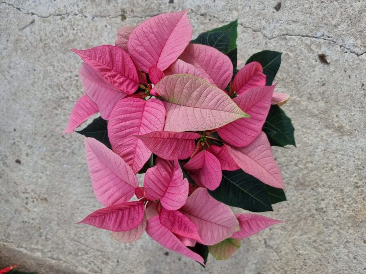 Poinsettia Light Pink