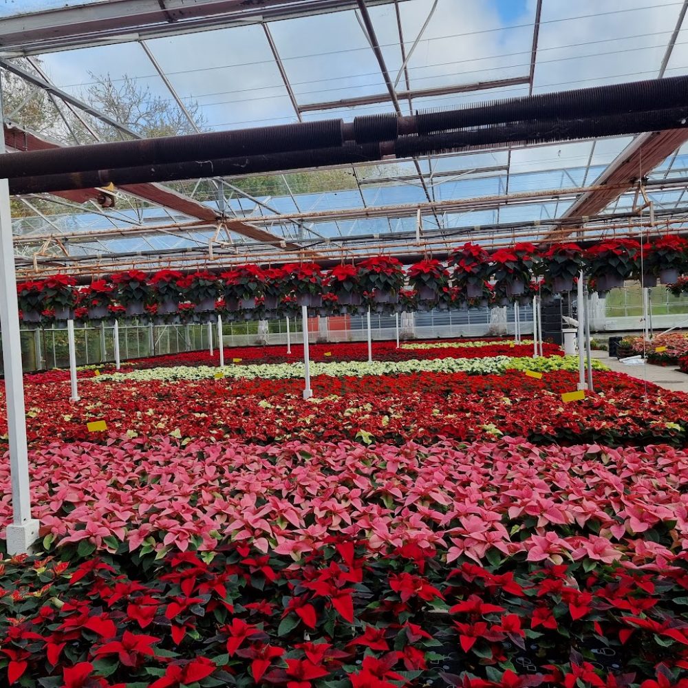 Poinsettia All Colours