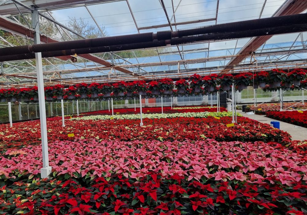 Poinsettia All Colours