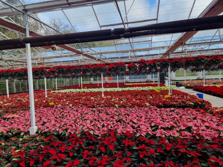 Poinsettia All Colours