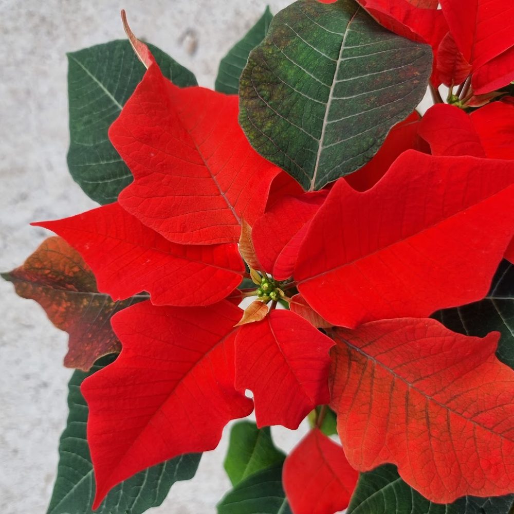 Poinsettia Orange