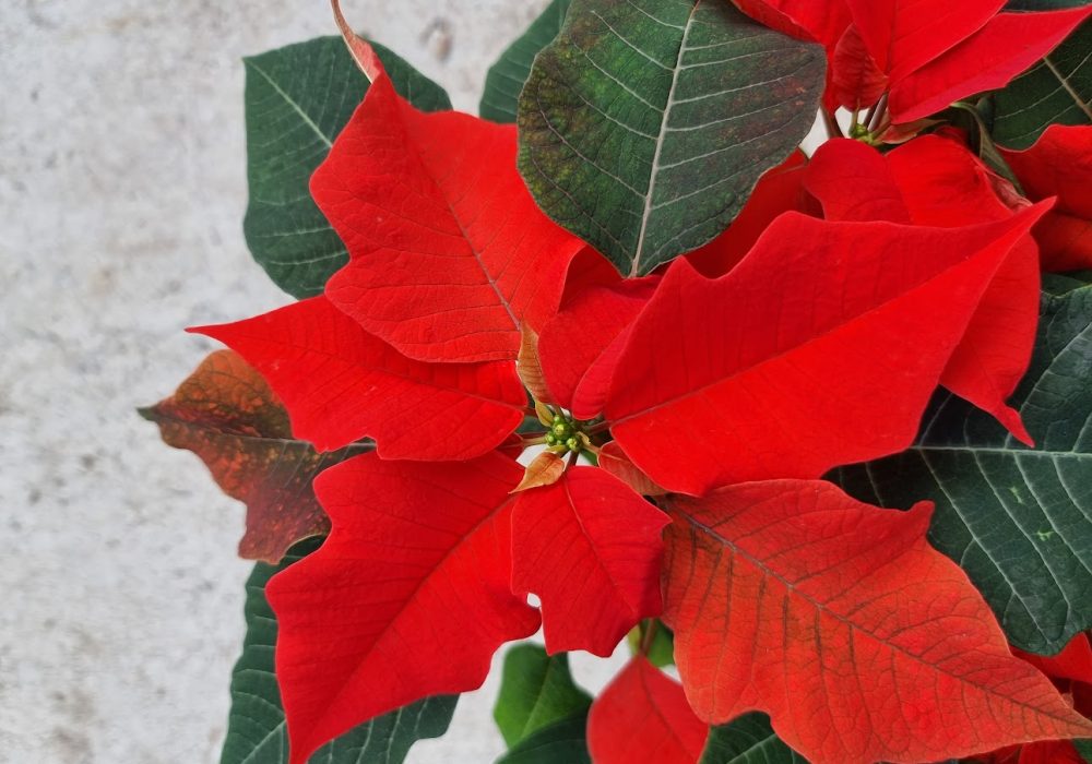 Poinsettia Orange