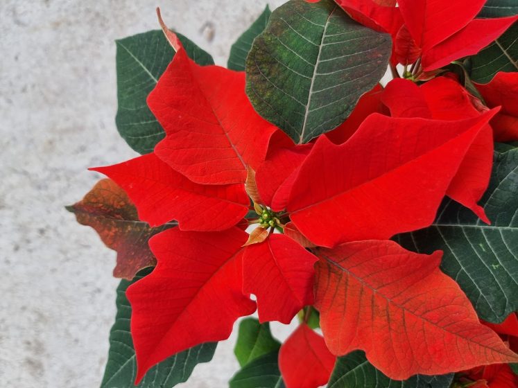 Poinsettia Orange