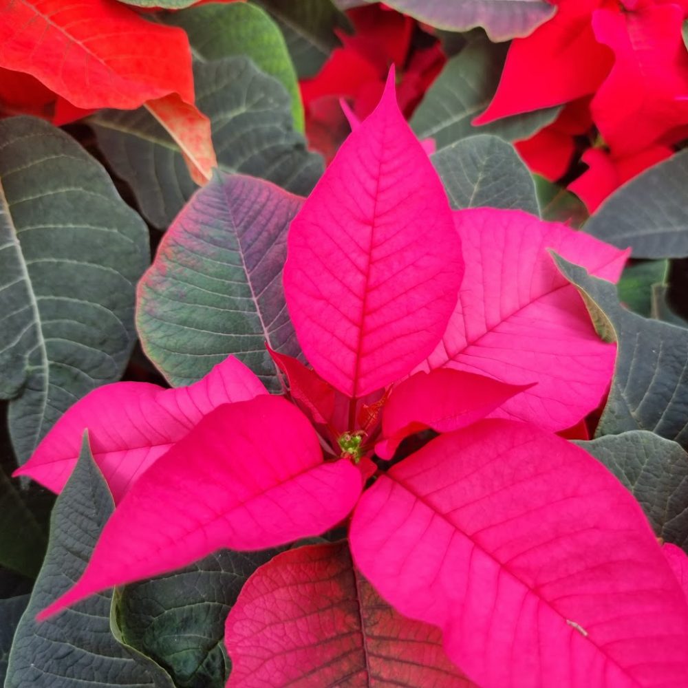 Poinsettia Purple