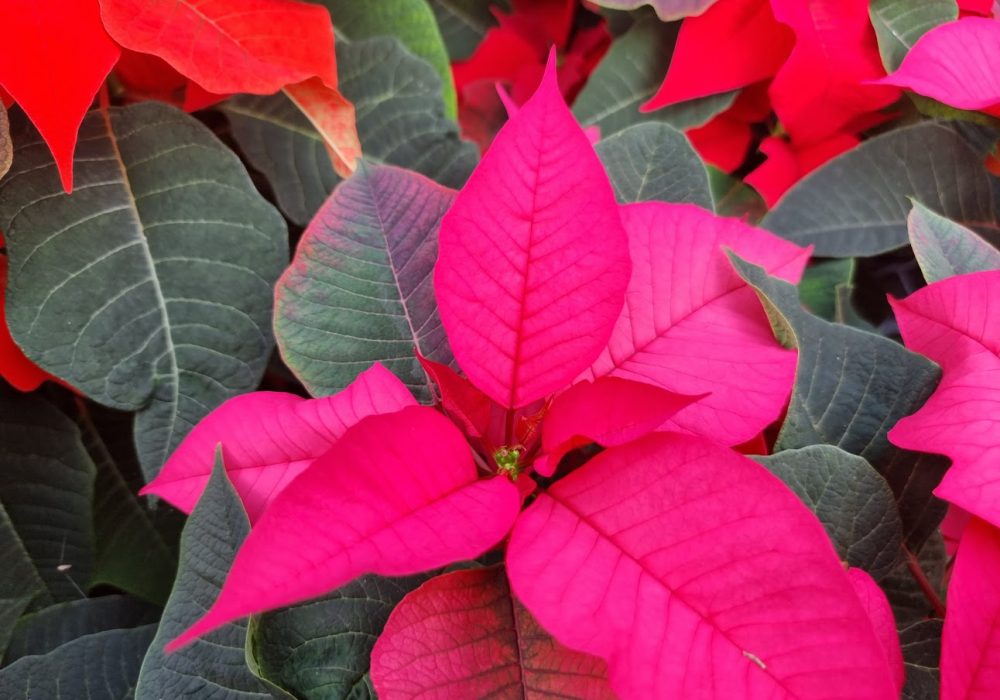 Poinsettia Purple