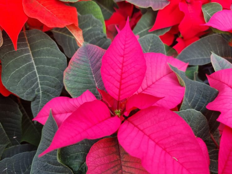 Poinsettia Purple