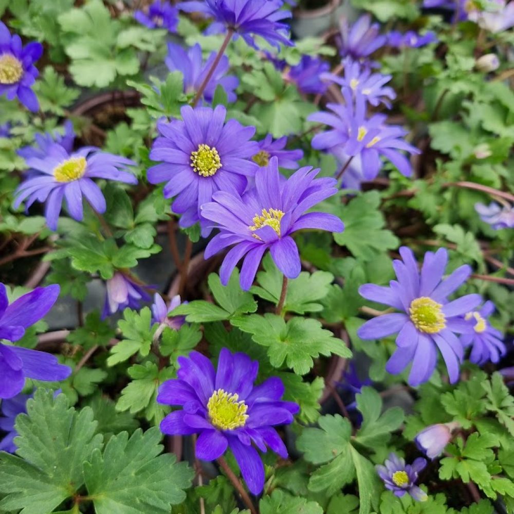 Anemone Blanda Blue