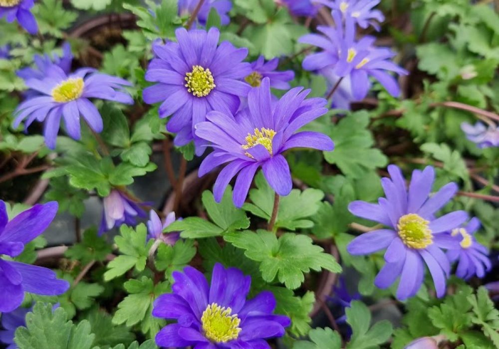 Anemone Blanda Blue