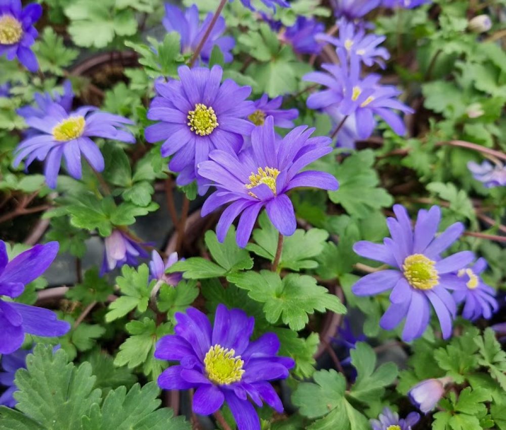 Anemone Blanda Blue