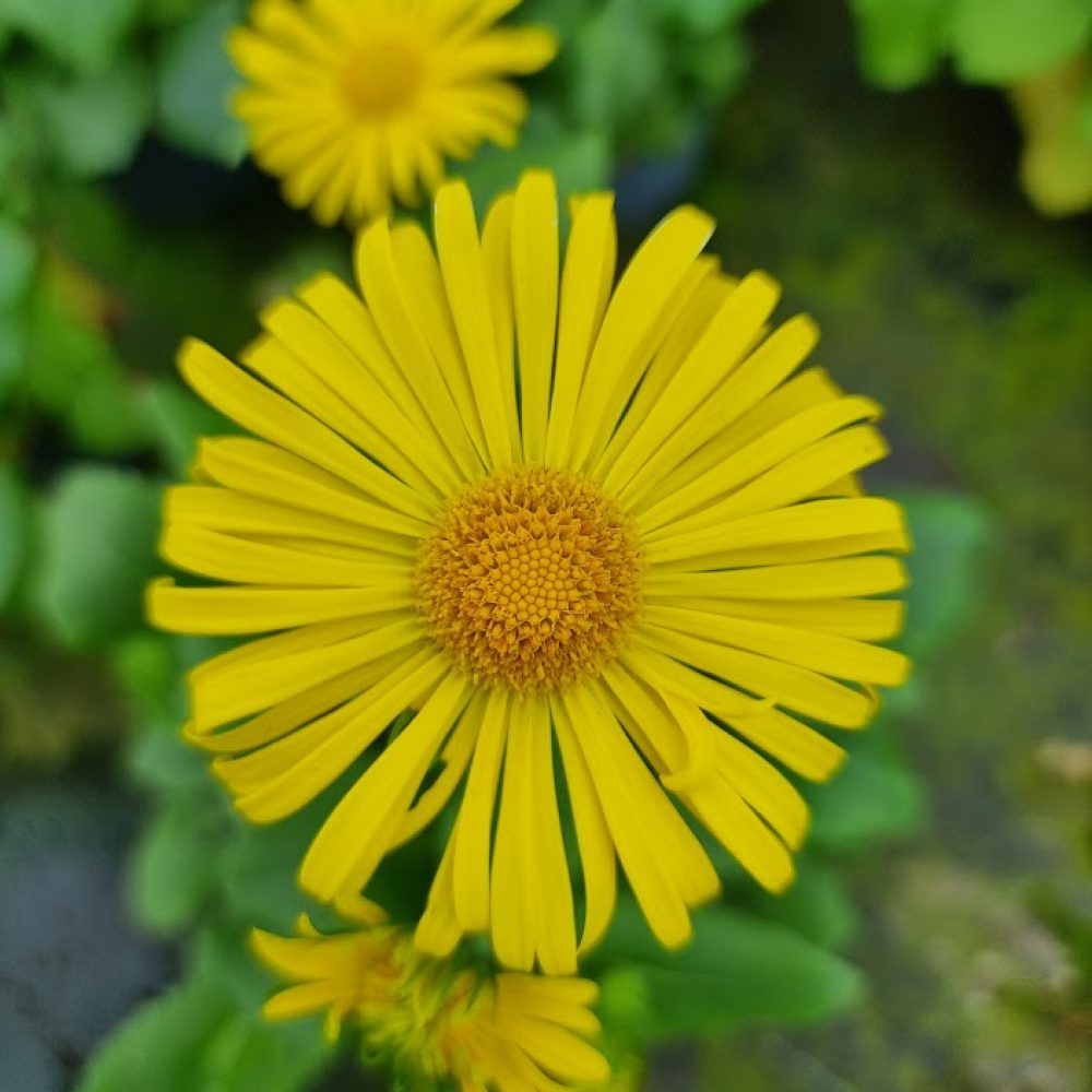 doronicum little leo 1