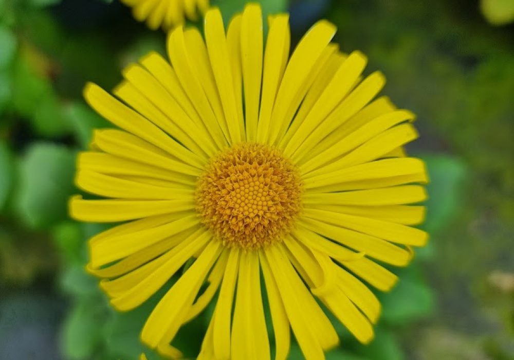 doronicum little leo 1