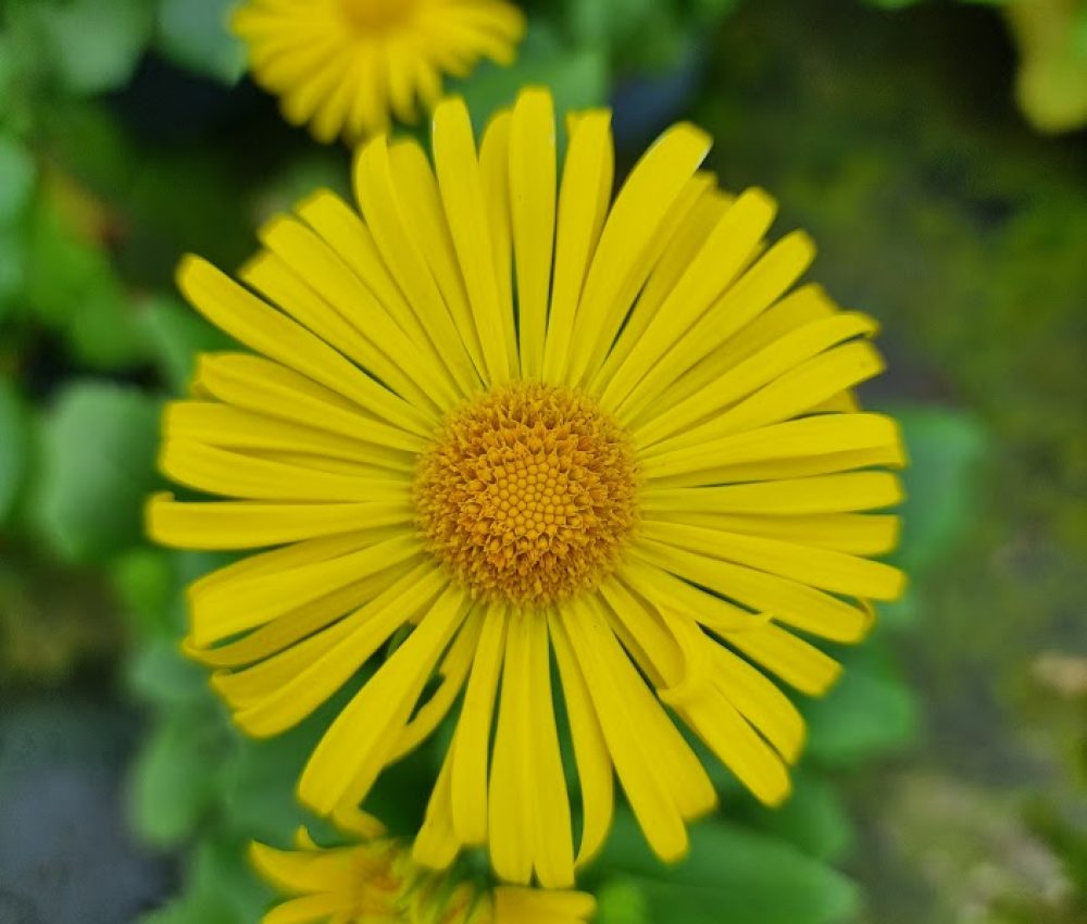 doronicum little leo 1