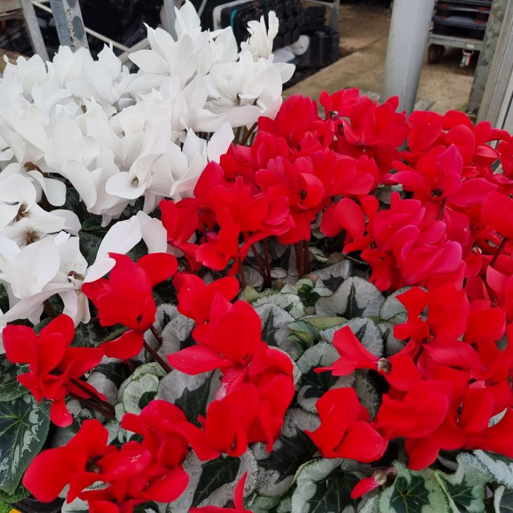 2 Litre Cyclamen