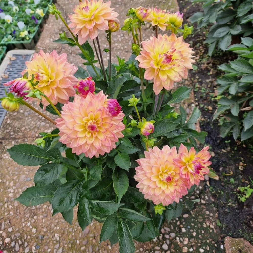 Patio Pot Dahlia