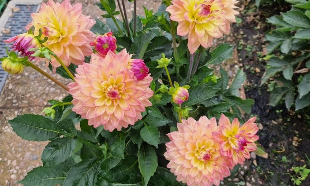 Patio Pot Dahlia