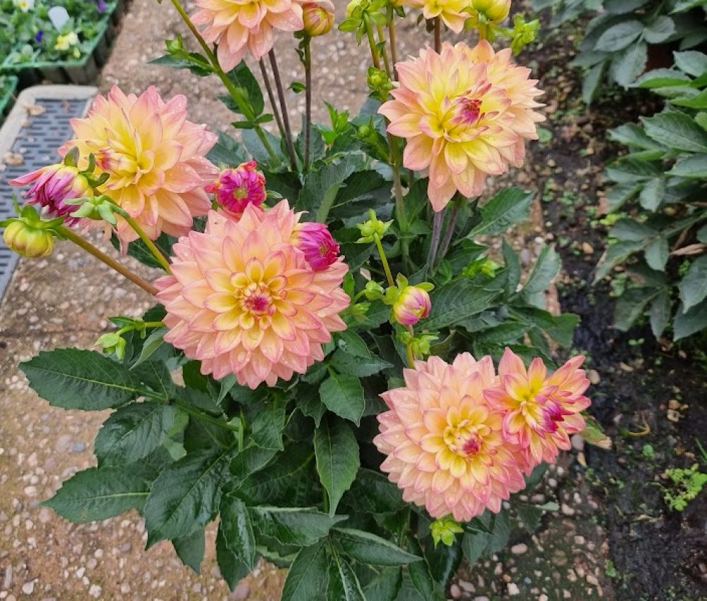 Patio Pot Dahlia