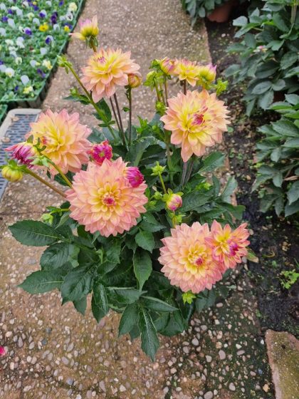 Patio Pot Dahlia