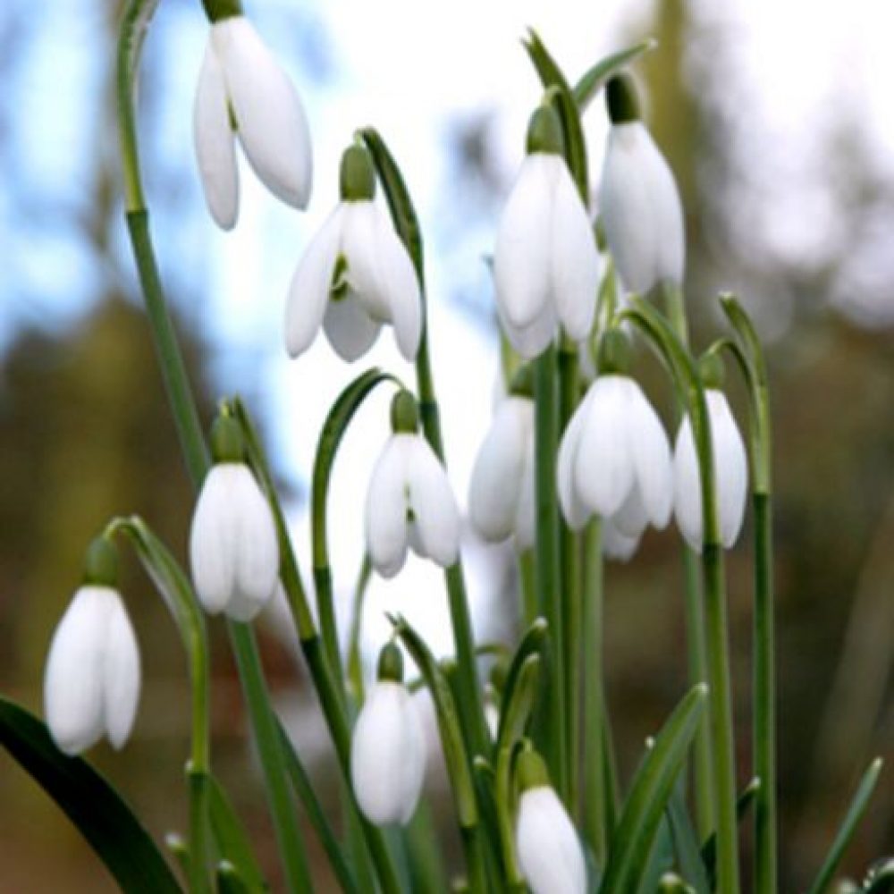 Snowdrop ELWESII