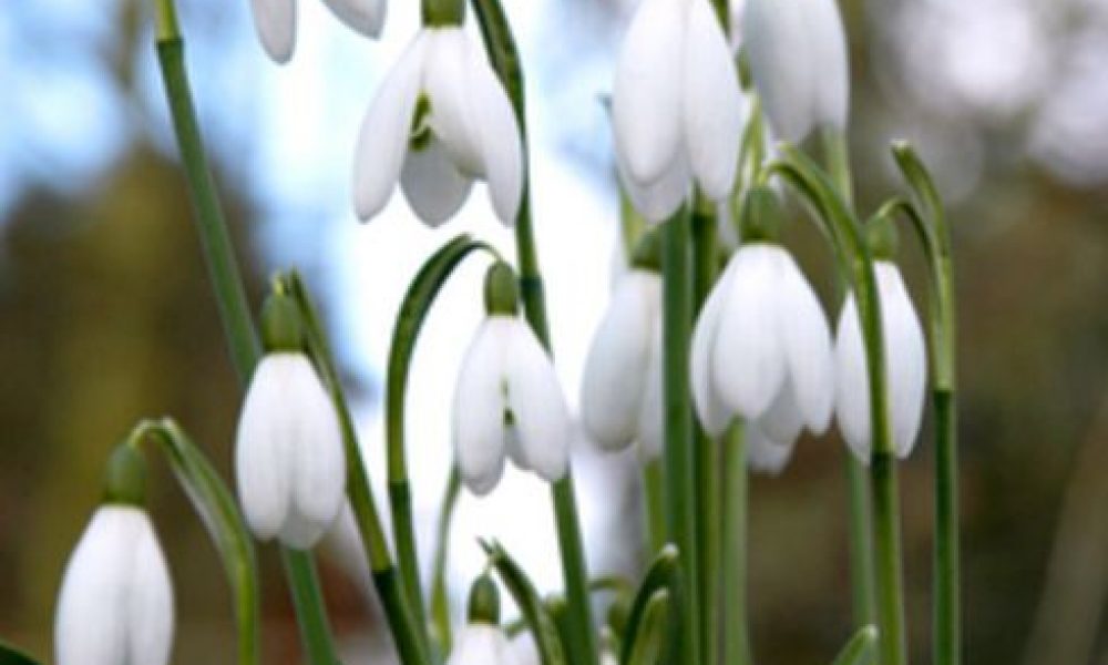 Snowdrop ELWESII