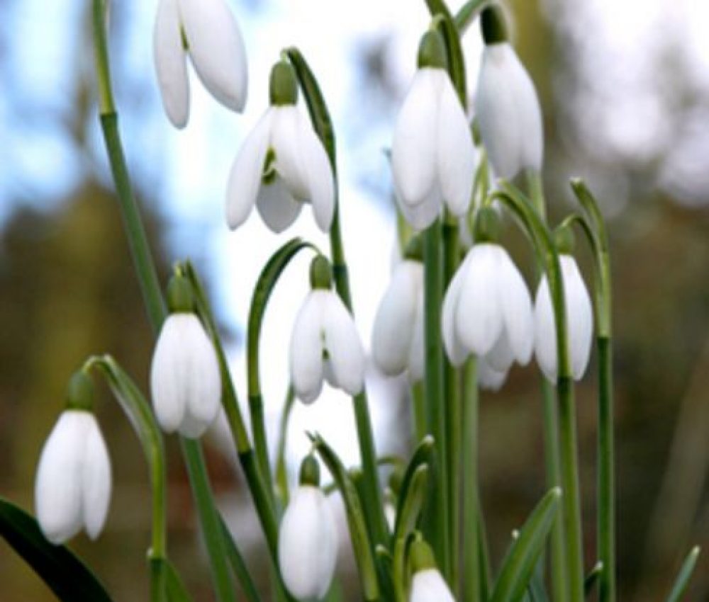 Snowdrop ELWESII